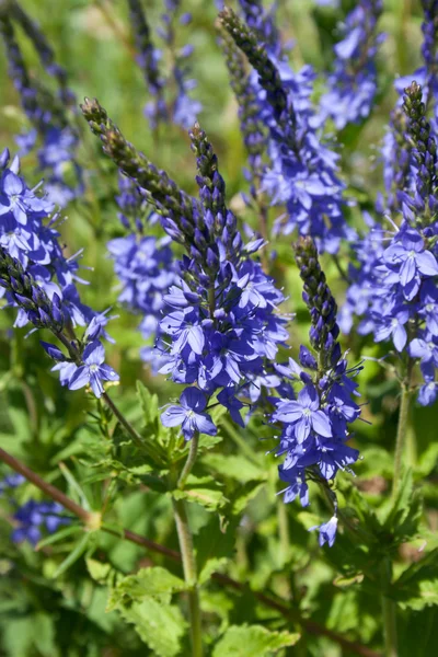 stock image Flowers meadow