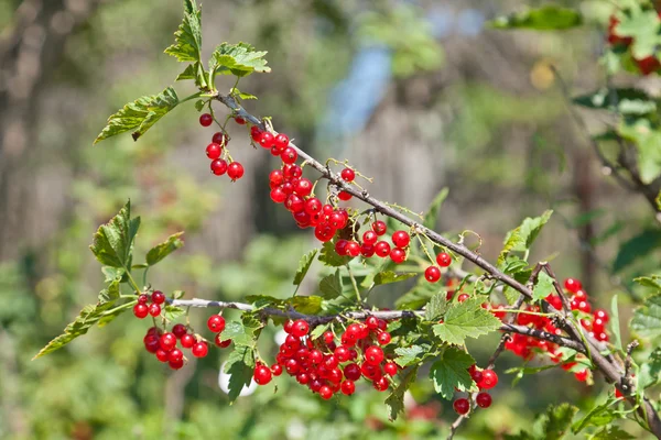 stock image Currant