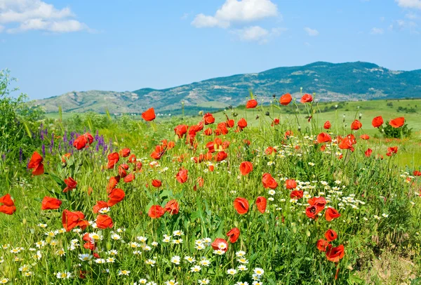 Schöne sommerliche Berglandschaft mit Blumen . — Stockfoto