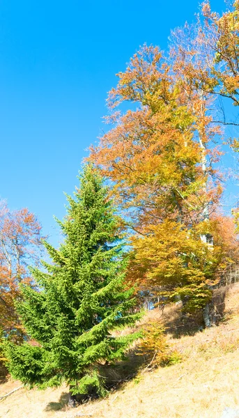 Autunno alberi colorati sul fianco della montagna — Foto Stock