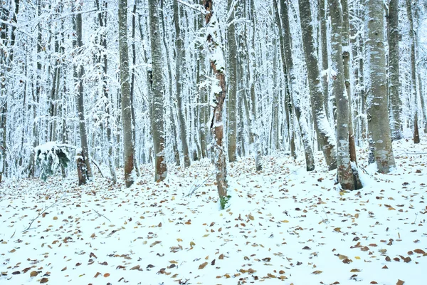 First winter snow and last autumn leafs in forest — Stock Photo, Image
