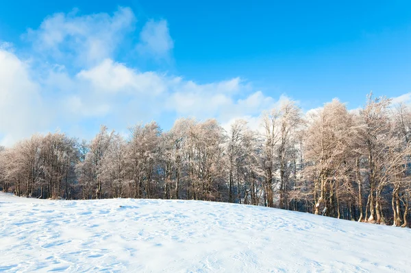 Primer invierno de nieve y bosque de hayas de montaña — Foto de Stock
