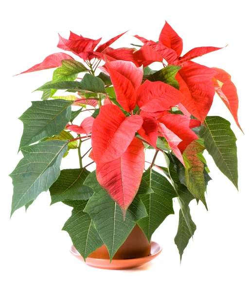 Beautiful red poinsettia plant isolated on white — Stock Photo, Image