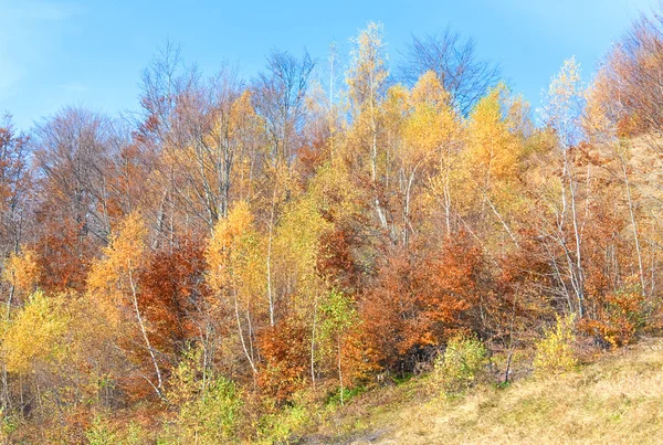 Φθινόπωρο ορεινό δάσος — Φωτογραφία Αρχείου
