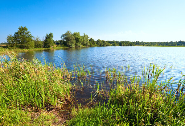 Summer rushy lake