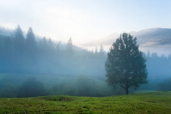 Ködös hajnalban, hegyi-völgy — Stock Fotó