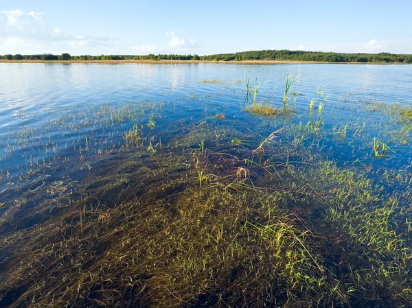 夏イグサの茂った湖 — ストック写真