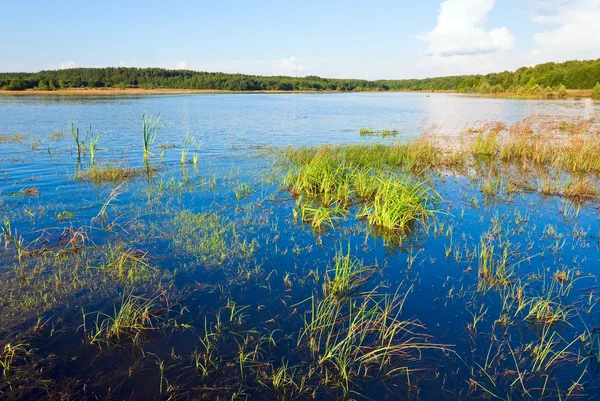 Latem jezioro trzcinowe zarośla — Zdjęcie stockowe