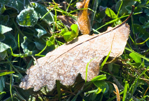Suchy liść dębu z szron — Zdjęcie stockowe
