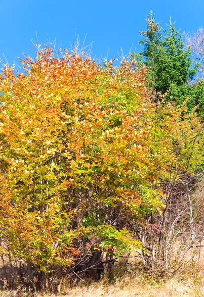 Höstens bergskog — Stockfoto