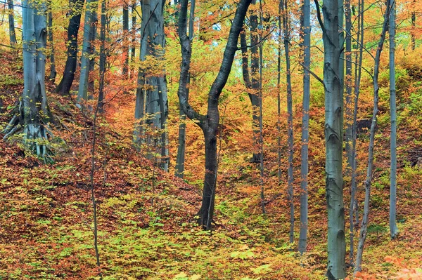 Herfst bergbos — Stockfoto