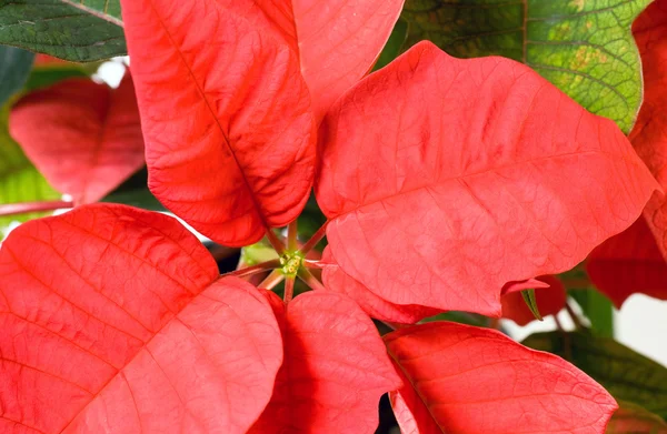 Piękny czerwony Poinsecja roślin — Zdjęcie stockowe