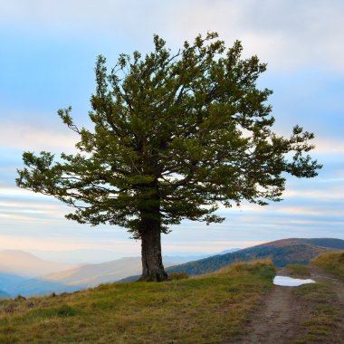 Lonely tree in autumn mountain clipart