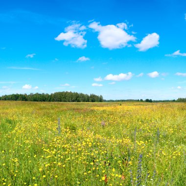 Summer meadow clipart