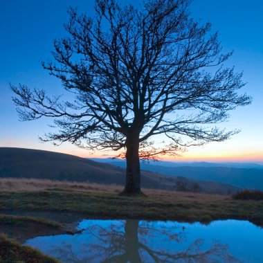 Lonely autumn naked tree on night mountain hill top clipart