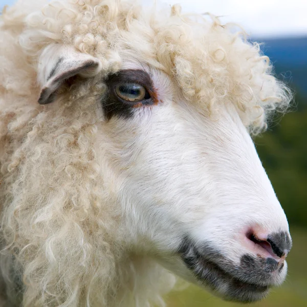 Schafe in den Bergen — Stockfoto
