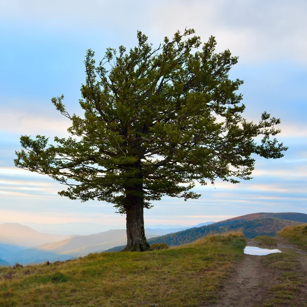 Lonely tree in autumn mountain — Stock Photo, Image