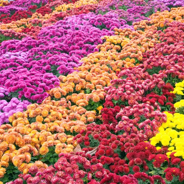 Crisantemo fiore-cattivo — Foto Stock
