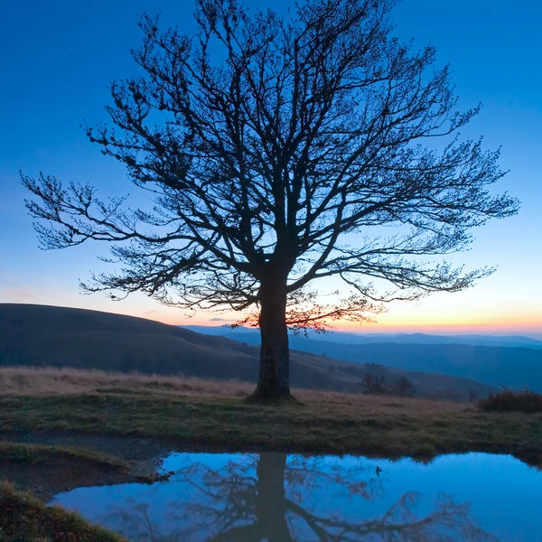 Solitaire automne arbre nu sur la nuit montagne sommet — Photo