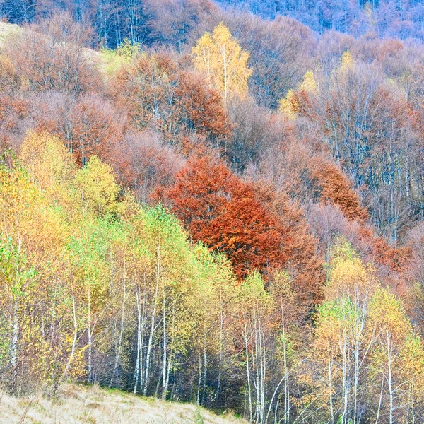 Осінній ліс гора — стокове фото