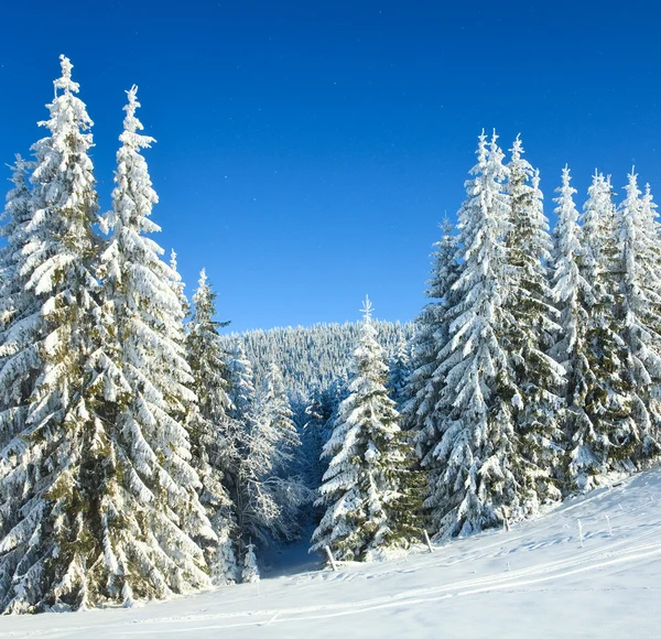 Abetos de Inverno — Fotografia de Stock