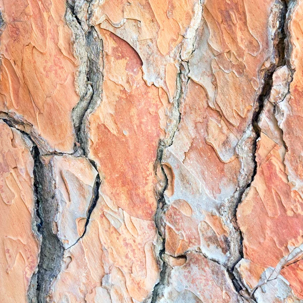 Çam kabuğu — Stok fotoğraf