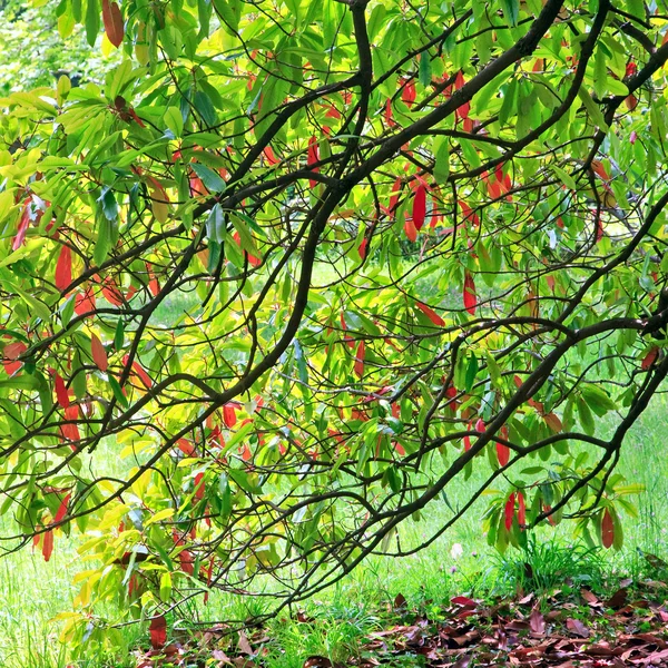 Folhagem de árvore verde-vermelha no parque primaveril — Fotografia de Stock