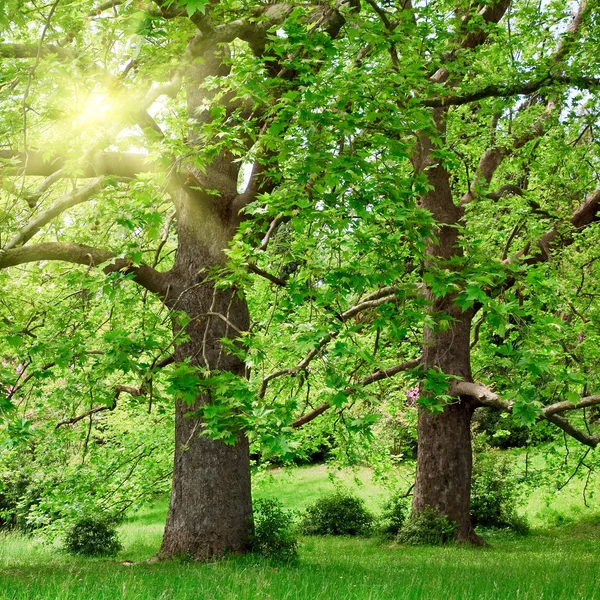 Большие платановые деревья и солнце — стоковое фото