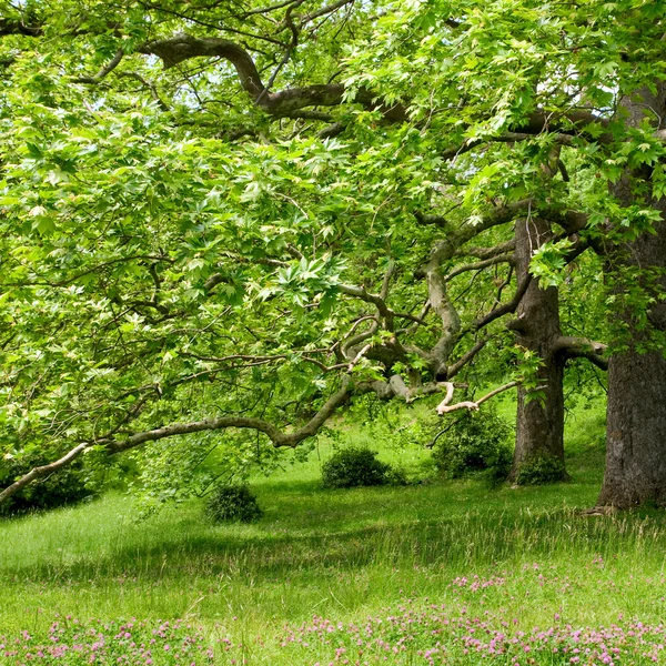 Большие плоские деревья — стоковое фото