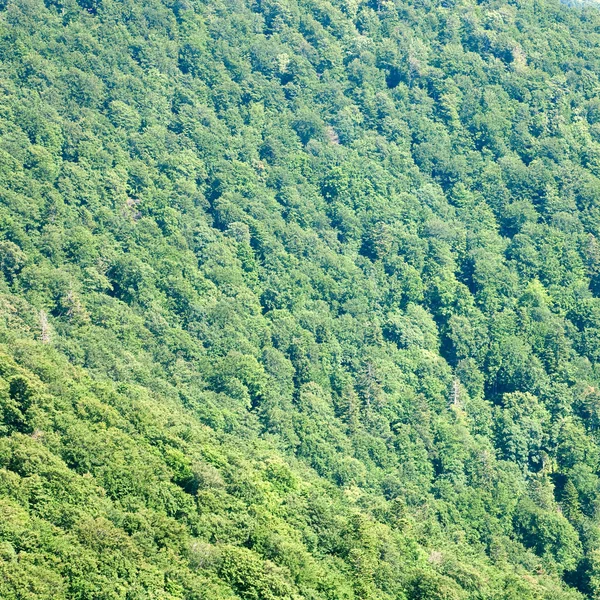 उन्हाळ्यात गोंधळ पर्वत लँडस्केप — स्टॉक फोटो, इमेज