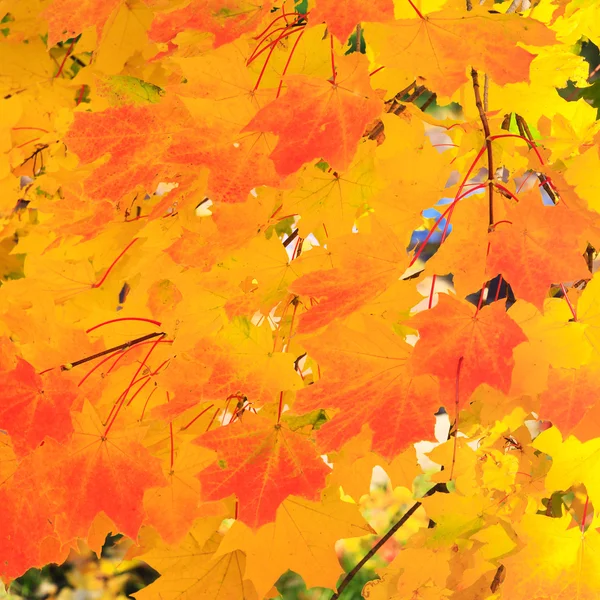 Złota jesień — Zdjęcie stockowe