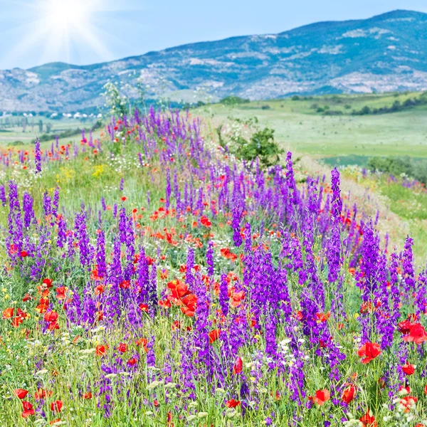 Красивый летний горный пейзаж с цветами  . — стоковое фото