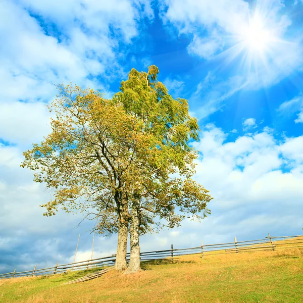 Einsamer Herbstbaum am Himmel. — Stockfoto