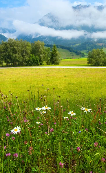 阿尔卑斯草甸夏季视图 — 图库照片