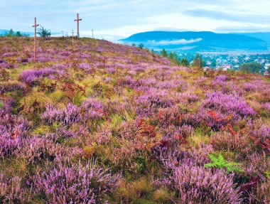 Yaz heather çiçek hill ve puslu sabah ülke arkasında görüntülemek