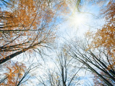 Autumn sky with sunshine and tree tops clipart