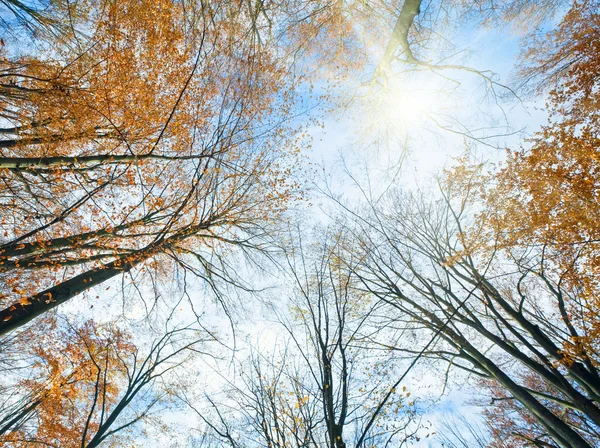 Höstens sky med solsken och trädet toppar — Stockfoto