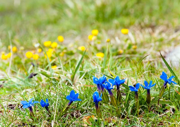 Alp çiçek — Stok fotoğraf
