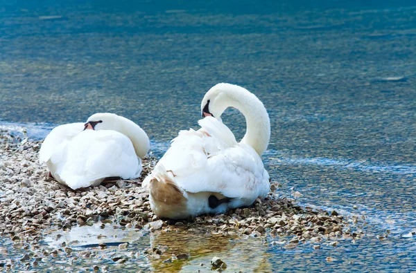 stock image Swans pair on summer lake