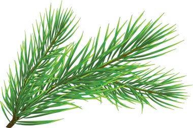 Fir Twig clipart