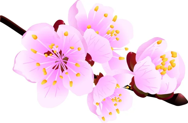 Brindille en fleurs — Image vectorielle