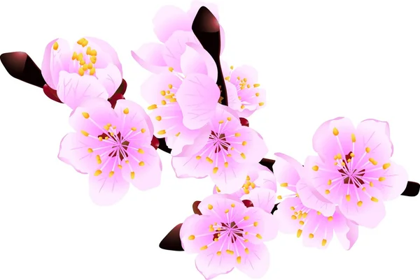 Blossoming twig — Stock Vector