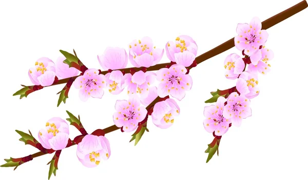 Blossoming twig — Stock Vector