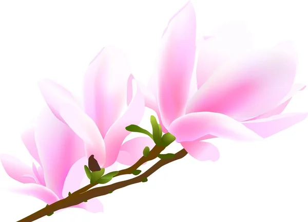 Blommande kvist av magnolia-träd — Stock vektor