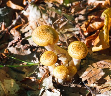 agaric tatlım
