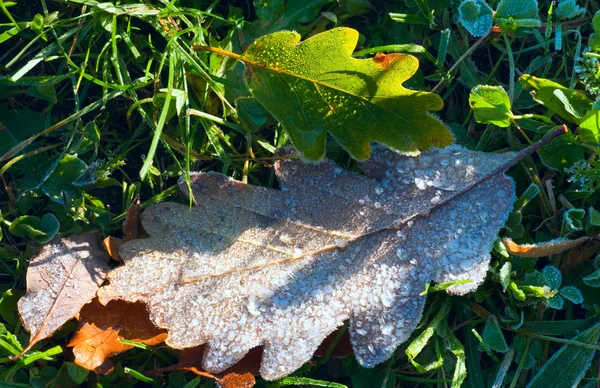 Folha de carvalho seco com geada — Fotografia de Stock