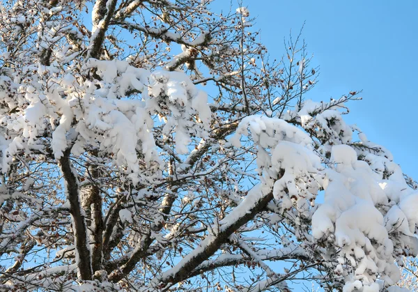 Zima gałązki i błękitne niebo — Zdjęcie stockowe