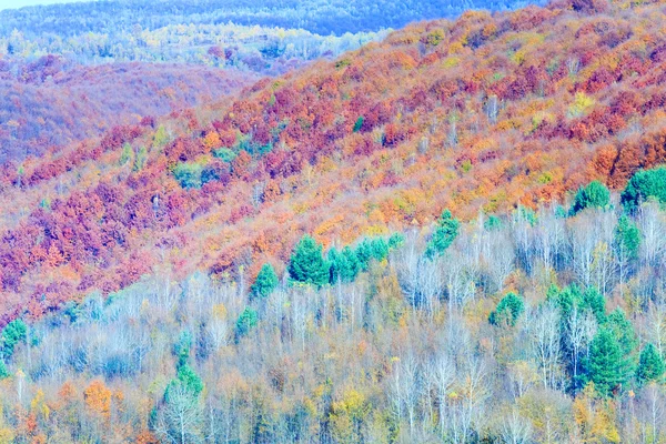 Autumn mountain forest — Stock Photo, Image