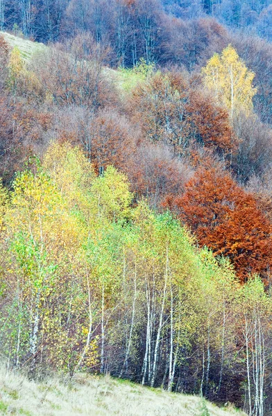 Őszi hegyi erdő — Stock Fotó