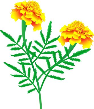 Marigolds clipart